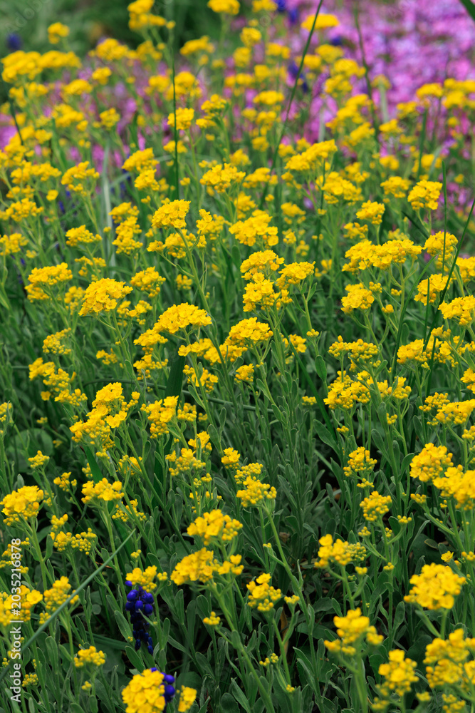 Obraz premium Colorful flowers Alyssum saxatile in a garden during spring season showing a mixture of yellow blooms and green leaves among other plants