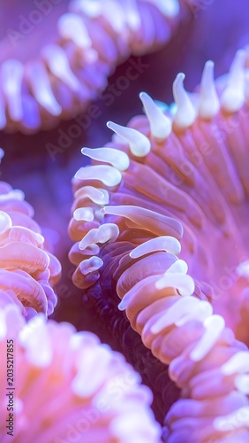 A close-up of a purple and pink anemone's tentacles