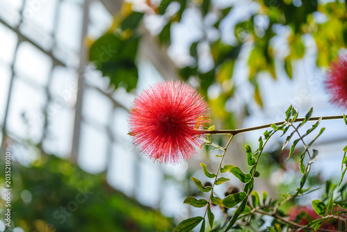 Low angle shot of a beautiful red powderpuff flower blooming inside a greenhouse