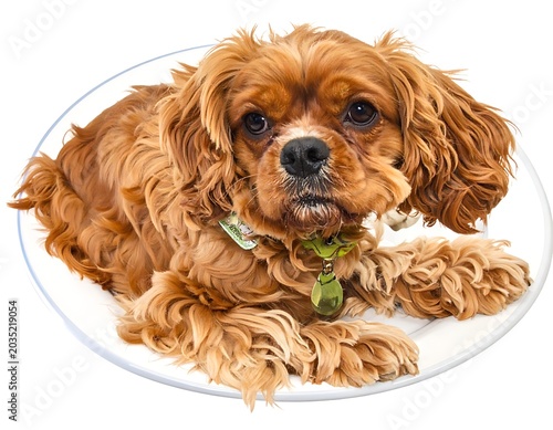 A cocker spaniel lies on a white plate