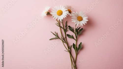 white daisies on pink background