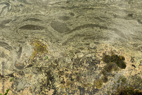 Foto Dirty pond water surface covered with green algae and pollen scum
