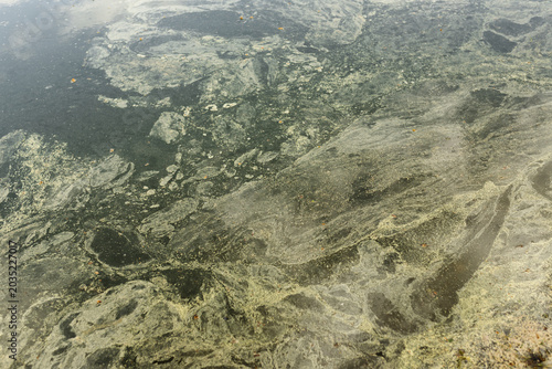 Schilderij op canvas Dirty pond water surface covered with green algae and pollen scum