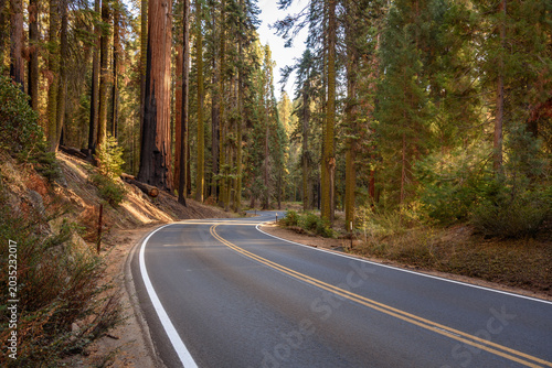 Deserted curvy mountain road through a giant sequoia forest at sunset in autumn