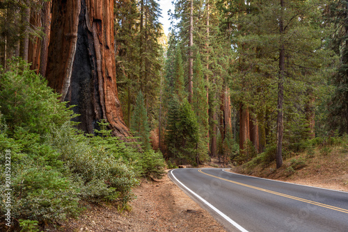 Giant sequoia trees along a deserted mountain road in California in autumn