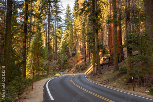 Deserted mountain road trough a giant sequoia forest in California at sunset in autumn