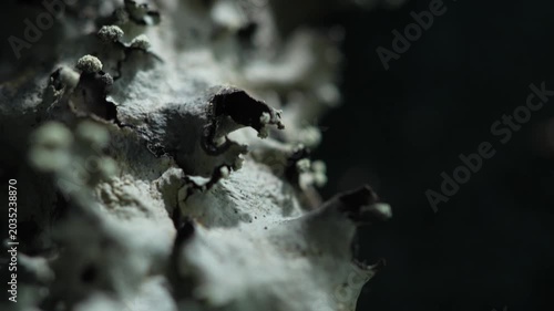 Abstract forest fungi texture with shallow focus and organic decay detail