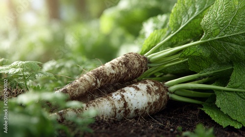 horseradish roots and green leaves freshly harvested from garden