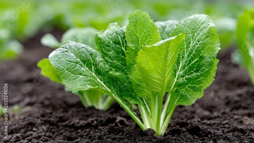 fresh horseradish leaves growing in garden soil