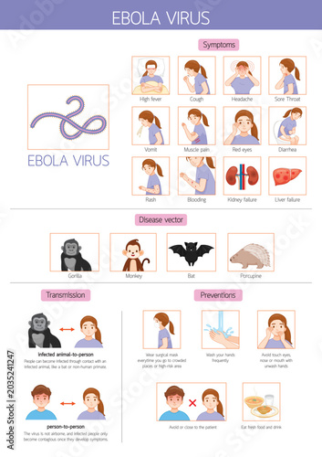 Infographic In English Texts Of Ebola Virus Disease Vector, Symptoms, Transmission and Preventions With Woman