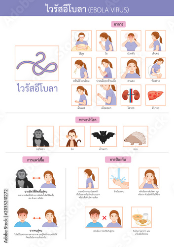 Infographic In Thai Texts Of Ebola Virus Disease Vector, Symptoms, Transmission and Preventions With Woman