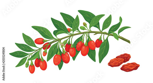 Fotografía Goji berry branch with leaves and fruit vector illustration