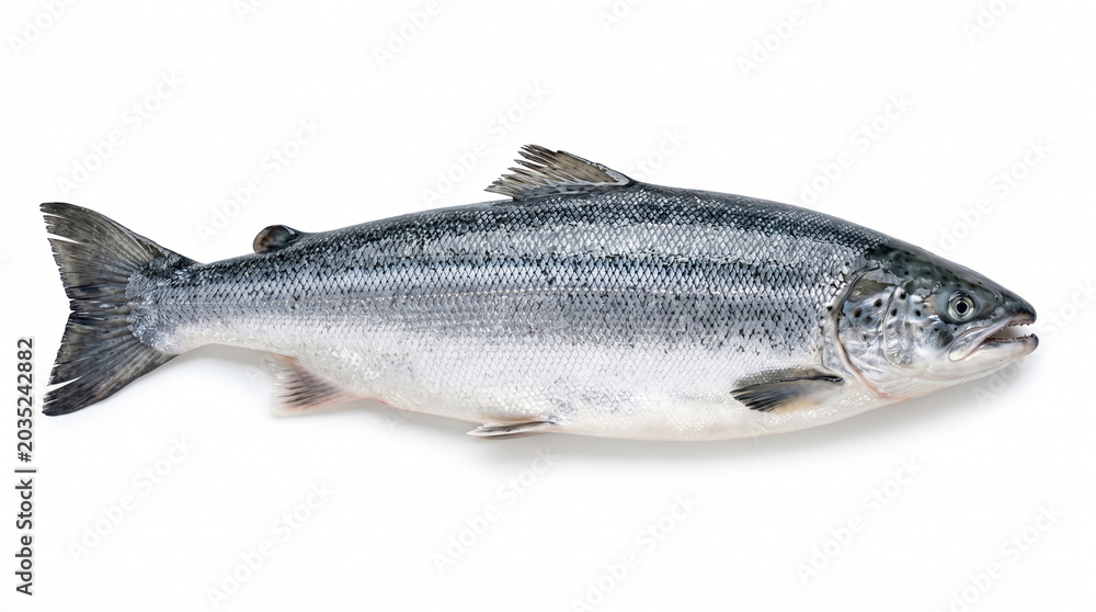 Obraz premium Raw atlantic salmon fillet side view on white background