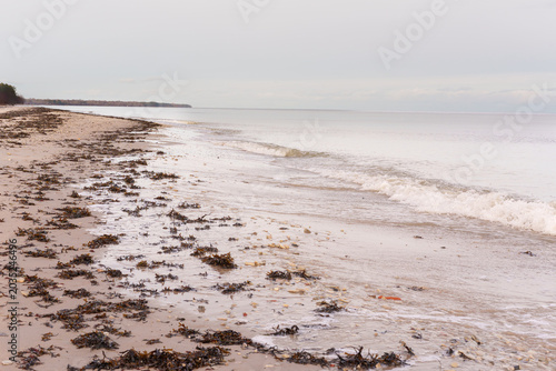 Scenic View of the Gulf of Riga Baltic Sea Through Beach Reeds