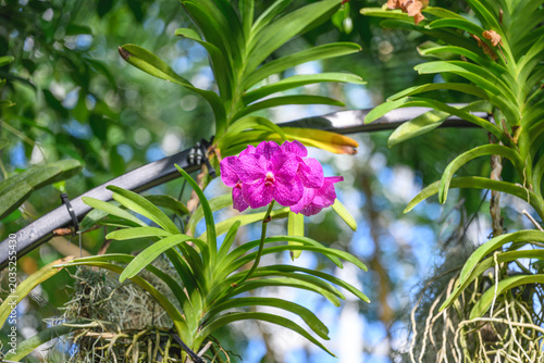 Vibrant Purple Vanda Orchid Flowers Blooming on a Hanging Tropical Plant