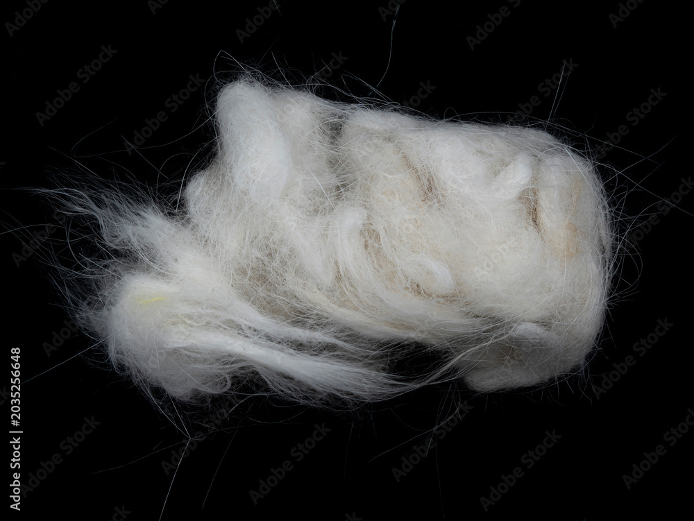Naklejka premium Loose white pet fur or wool lint clump on a black background, showing soft texture and wispy strands; concept of textile material, insulation, or natural wool.