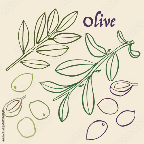 Olive colorful hand drawn line art vector ink Illustration Set; Branches, Whole and Halved Fruits with Leaves