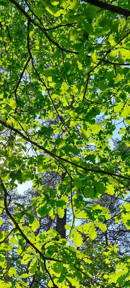 Fototapeta premium Oak foliage shines through the sun's rays against the sky, natural green background with tree leaves.