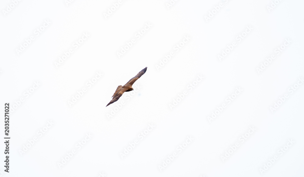 Obraz premium Eagle in flight on a white background. Golden eagle in free flight.