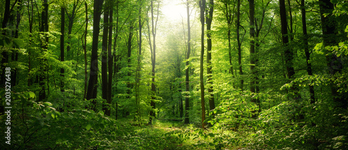Panorama of amazing scenic woodland with lush fresh green beech trees and a beam of soft beautiful light illuminating the foliage