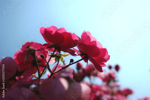 青空を背景に逆光で優しく透けるピンクのバラの花