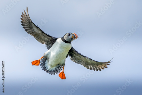 Puffin (Fratercula arctica) in flight