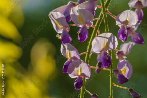 Close-up of wisteria flowers.  藤の花のクローズアップ