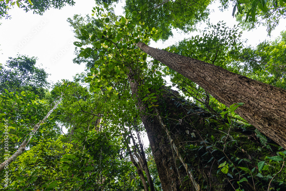Fototapeta premium Uprisen view tropical big green tree leaf forest
