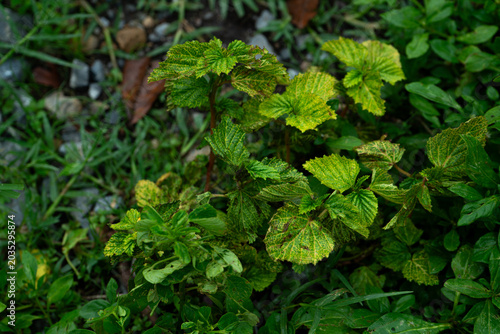 Variegated Green Leaves in a Garden Setting