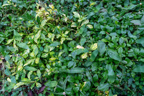 Lush Green and Variegated Ground Cover with Water Droplets