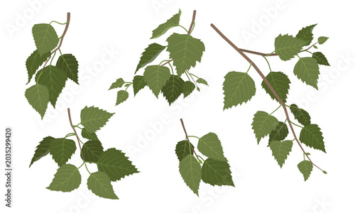 Silver birch tree green leaves and branches vector illustration set. Betula pendula twig clipart isolated on white background. Spring and summer foliage botanical digital design elements