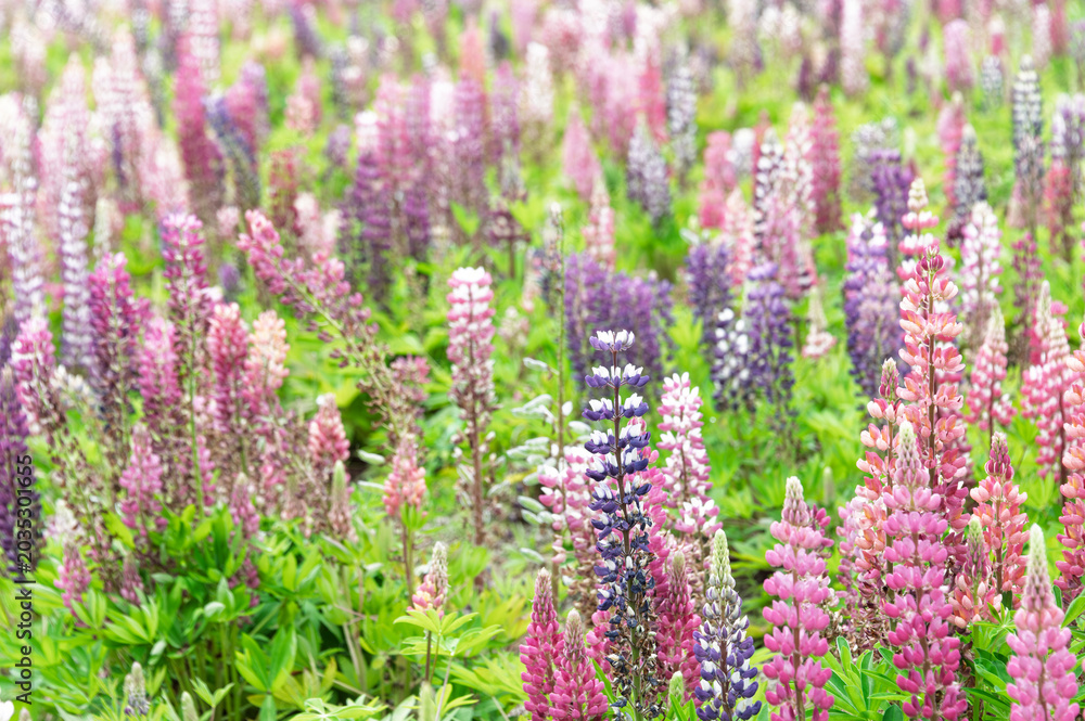 Obraz premium Beautiful field of colorful lupine flowers blooming in the soft spring sunlight nature background