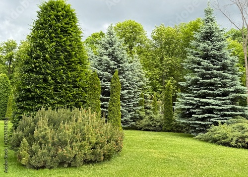 tree in garden