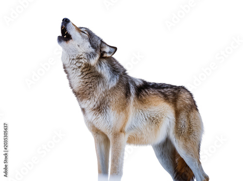 Fotografi Isolated majestic grey wolf howling with fierce expression, powerful wild animal