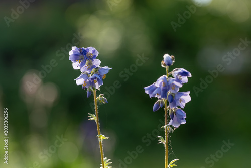 Cuadro en lienzo Macro photography of blue polemonium caeruleum flowers in a garden, close up of
