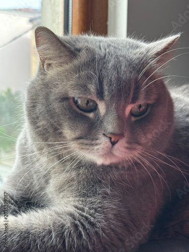 portrait of a cat