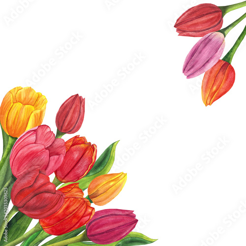 tulips corner frame, watercolor illustration for dishes, invitations, packaging, design, postcards