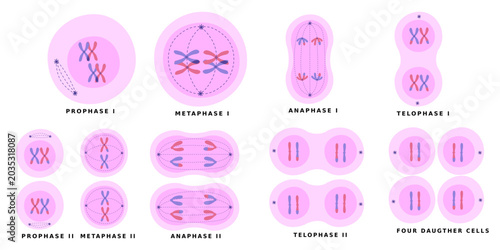 Obraz na plátne Meiosis Cell Division Stages Set, Chromosome Genetics and Reproduction Illustrat