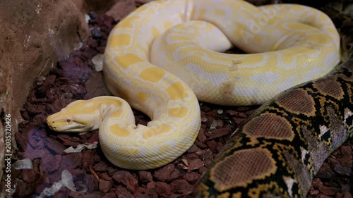 Albino Python Coiled In Terrarium, Yellow And White Scales Glistening On Bark Substrate, Exotic Pet Breeder