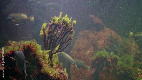 Underwater Coral Reef Scene With Fish Gliding Past Vibrant Gorgonian Seafan, Moss Covered Rock, Drifting