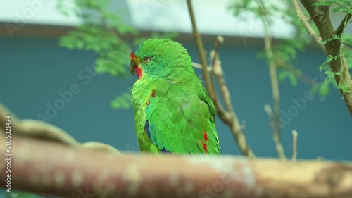 Green Lorikeet Perched On Branch, Quiet Aviary Portrait With Blue Backdrop, Subtle Head Tilt And Detailed