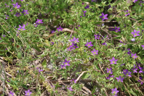 Obraz na plátně Wild Forking Bellflower Campanula Dichotoma Carpet Blooming in Nature