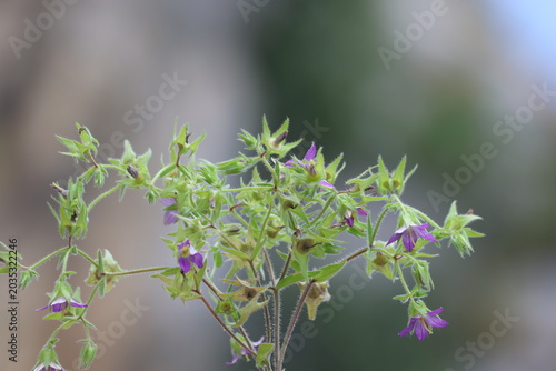 Obraz na plátně Wild Forking Bellflower Campanula Dichotoma Carpet Blooming in Nature