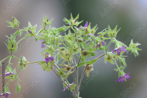 Fotografie Wild Forking Bellflower Campanula Dichotoma Carpet Blooming in Nature