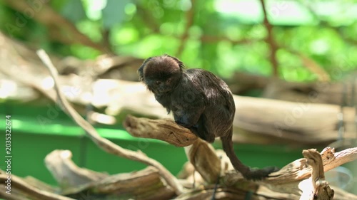 Tiny Black Marmoset Perched On Branch, Scanning Green Foliage With Alert Posture, Nimble Movements