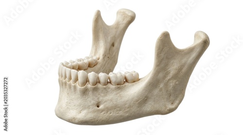 Human jawbone model with teeth.