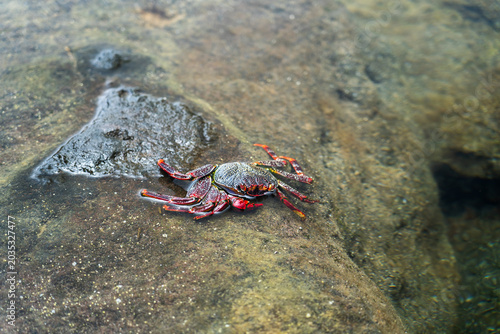 Photos Red crab scurrying across a wet, smooth rock in the ocean surf