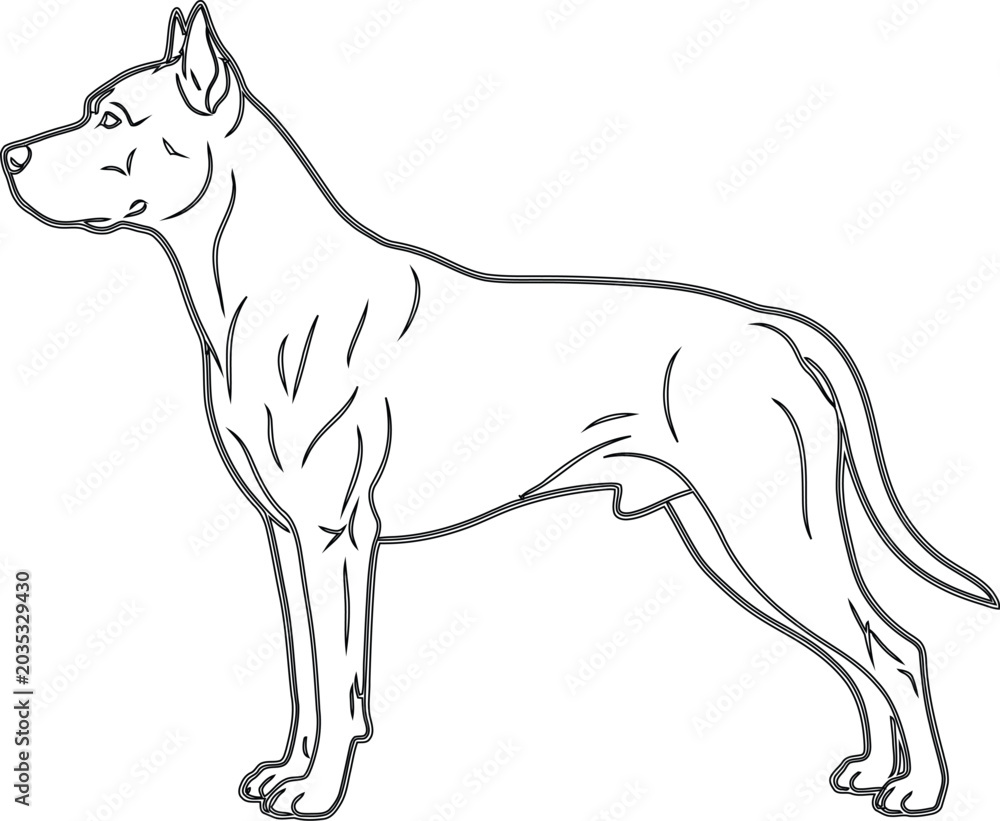 Fototapeta premium Line art illustration of a muscular dog standing in profile isolated on white background