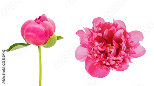 Fotografía シャクヤクの蕾と開花の比較 背景透過 マクロ