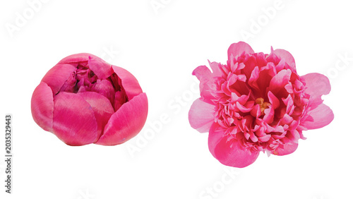 Foto シャクヤクの蕾と開花の比較 背景透過 マクロ